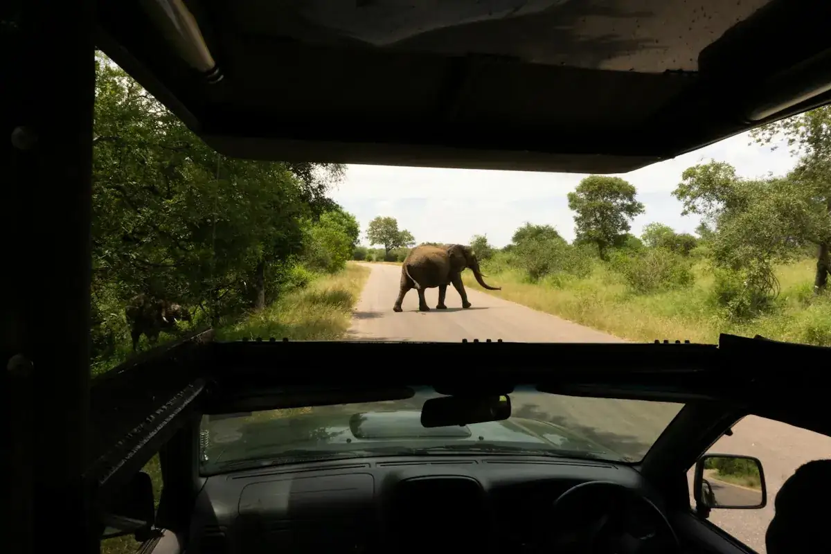 Elefante a atravessar a estrada vista de um carro de safari